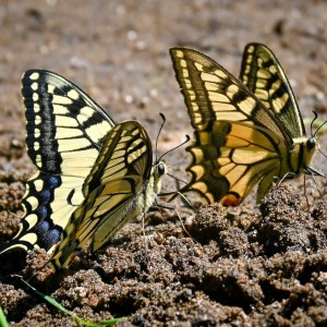 rajce-photo-1685640256 (1)